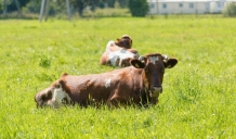 Baltijas lauksaimnieki vienoti prasībās ES atbalstam smagi cietušajai piena nozarei 