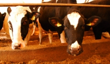 1.decembrī stājas spēkā MK noteikumi saistībā ar ES ārkārtas atbalstu pienam