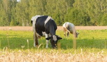 Pērn likvidētas 1050 piena saimniecības